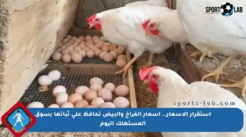 استقرار الأسعار.. أسعار الفراخ والبيض تحافظ على ثباتها بسوق المستهلك اليوم